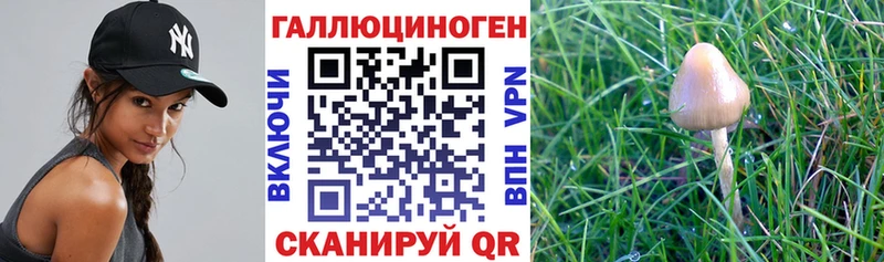 Псилоцибиновые грибы MAGIC MUSHROOMS  как найти закладки  Нюрба 
